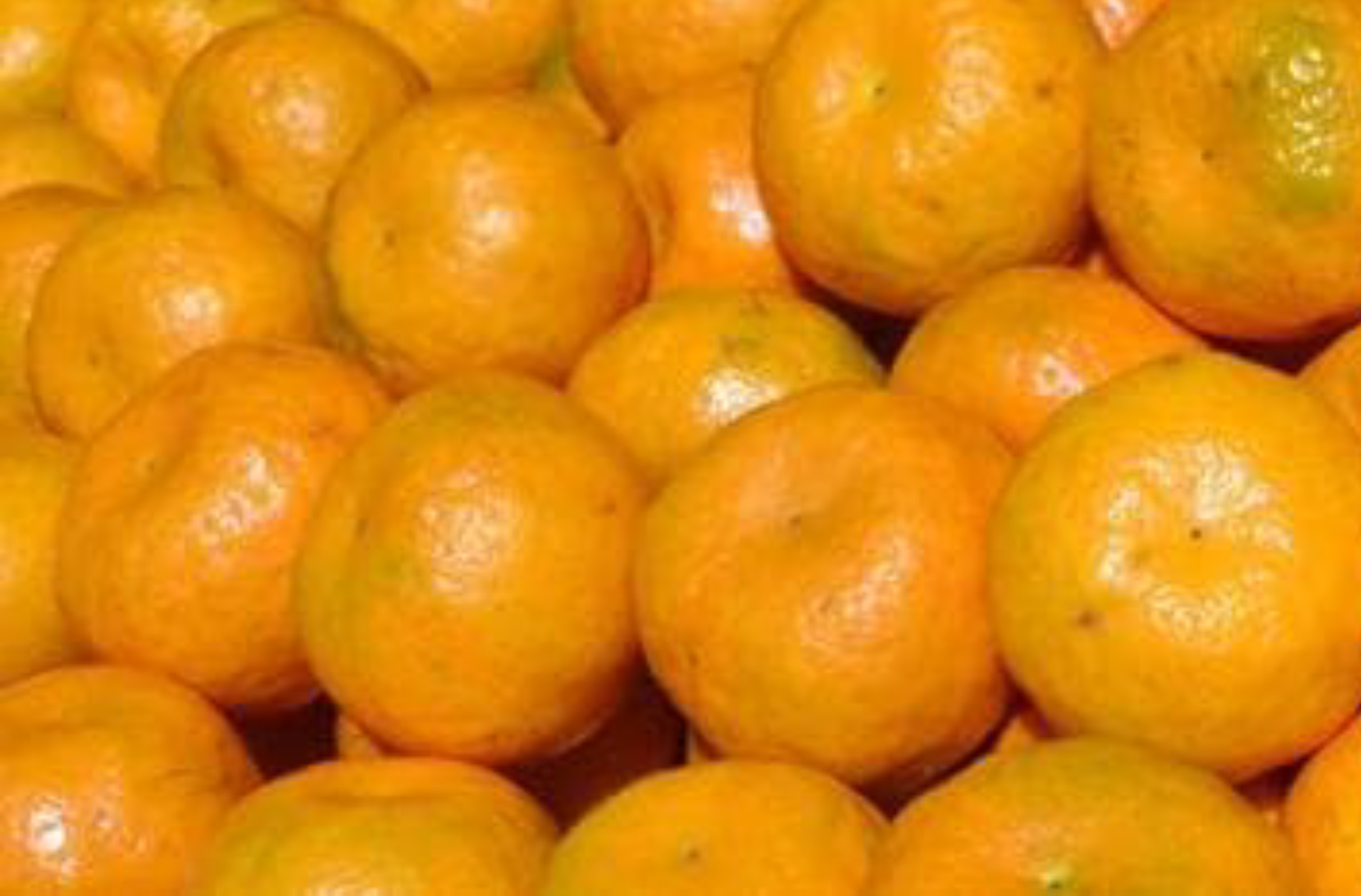 Tamenlong Orange